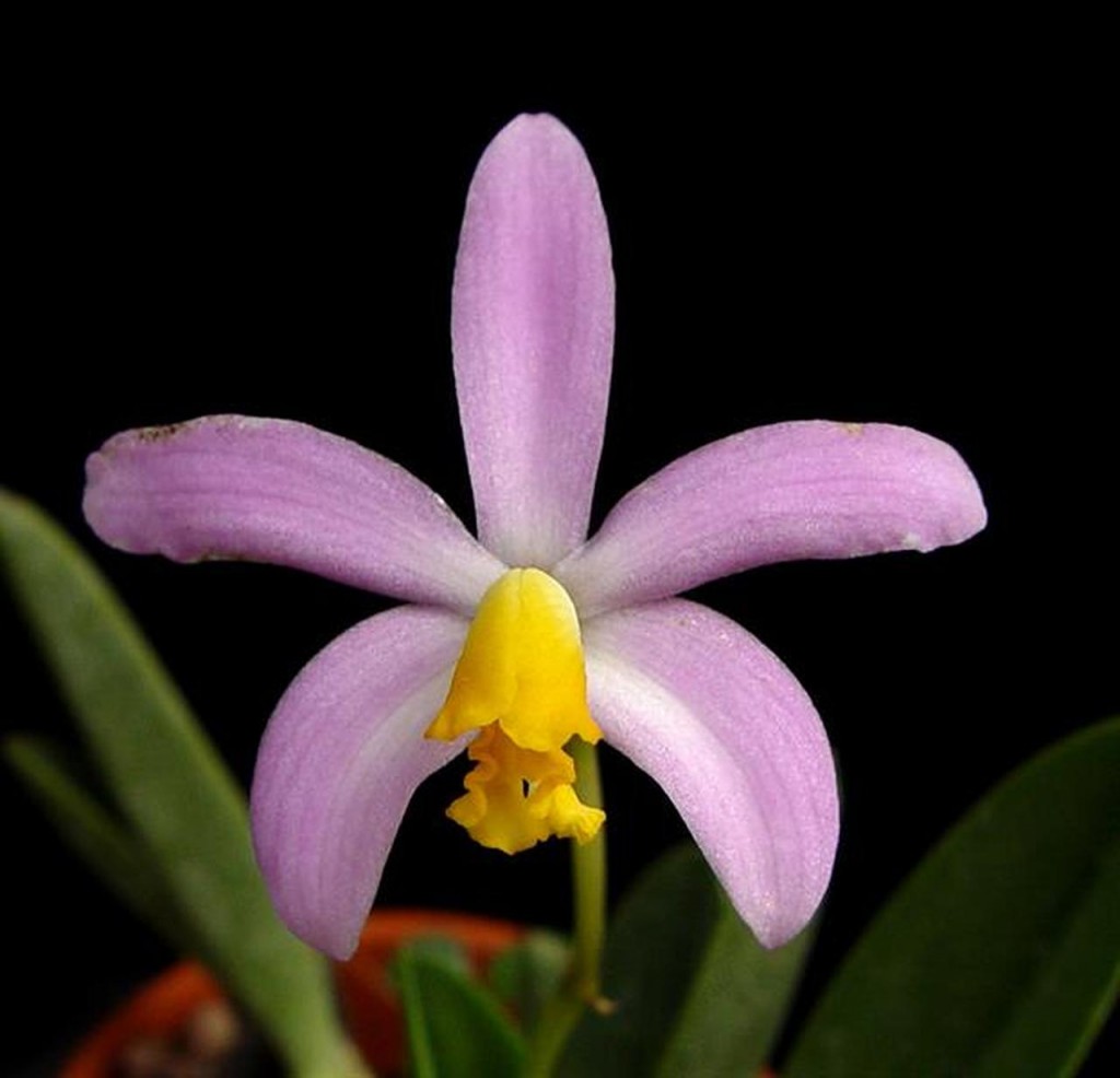 laella caucasiana