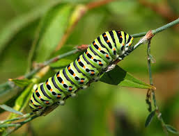 lagarta da borboleta cauda-de-andorinha