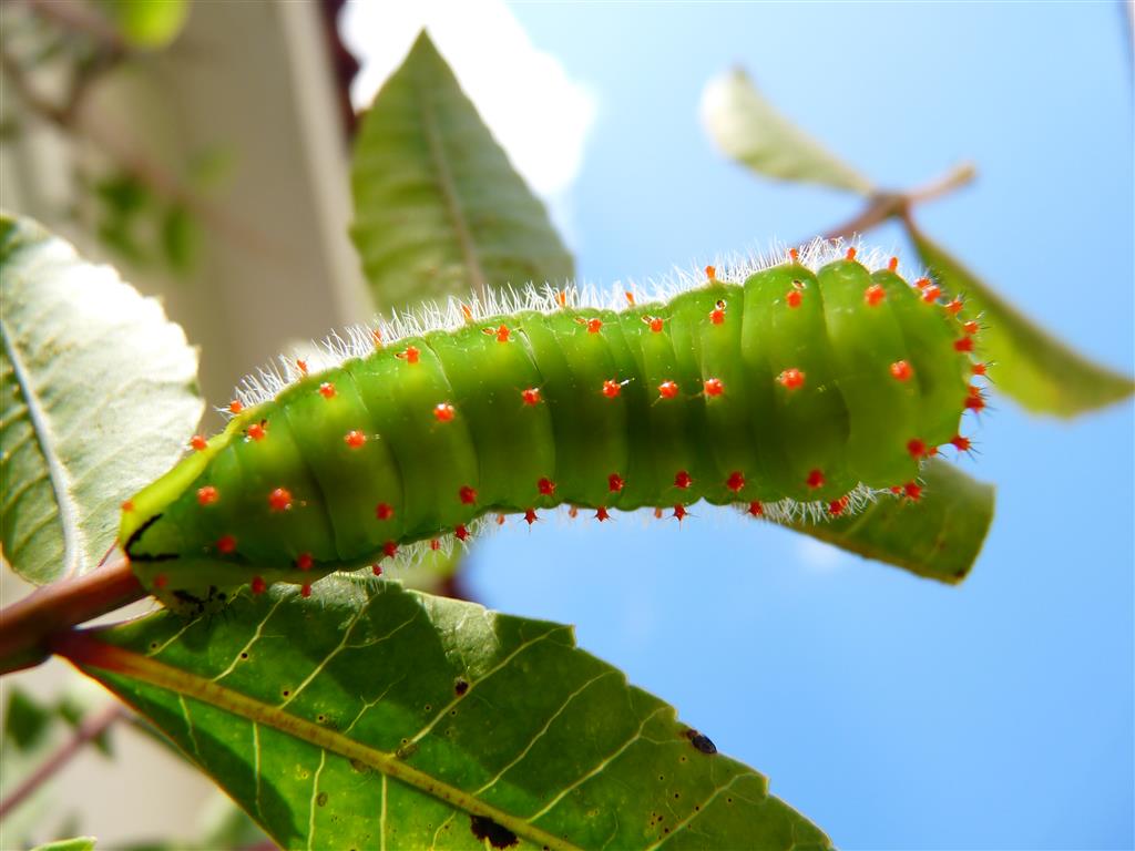 lagarta-verde-e-vermelho-6 