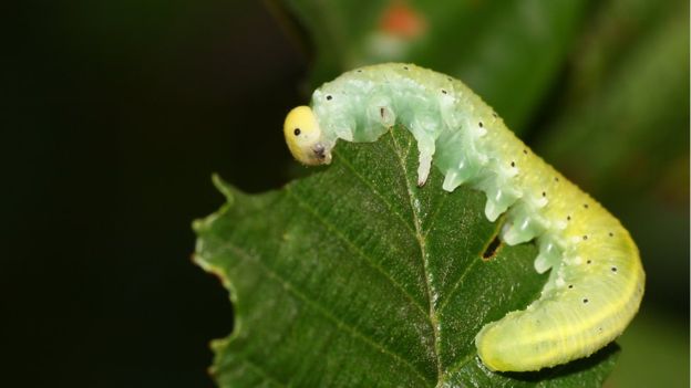 lagartas nas plantas