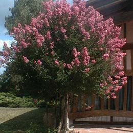 lagerstroemia-indica