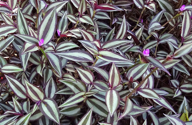 tradescantia-zebrina-1