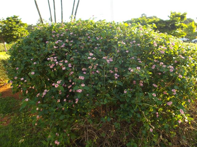 lantana 