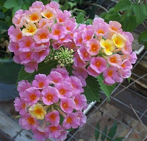 lantana camara