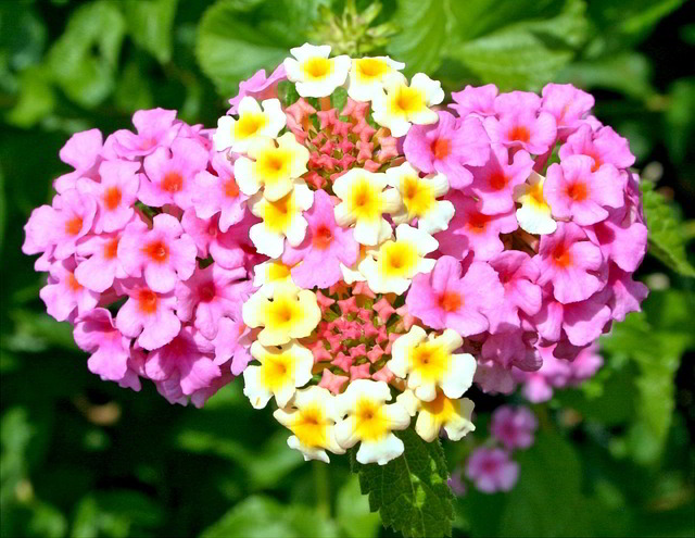 lantana-camara