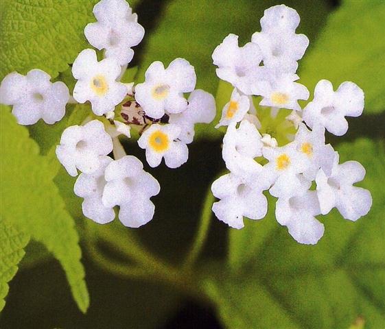 lantana pendente (Small)