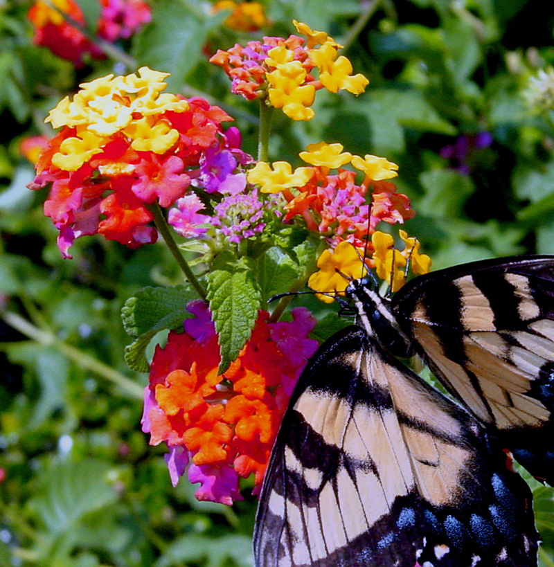 lantana