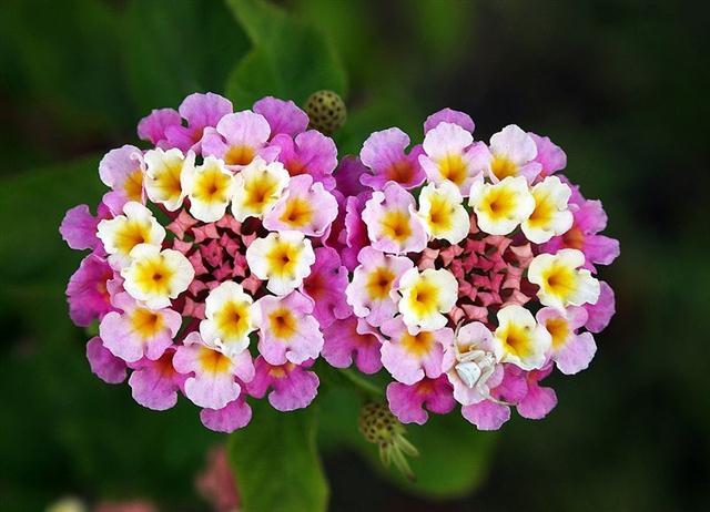 lantana_camara (Small)