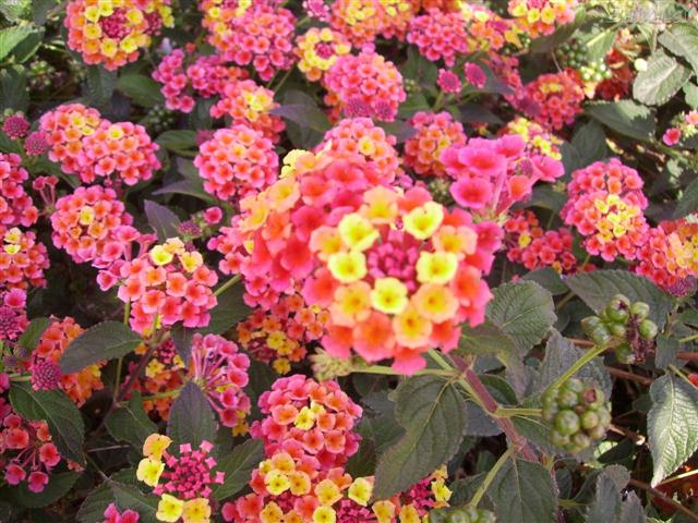 lantanas (Small)