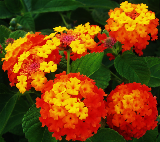 lantanas