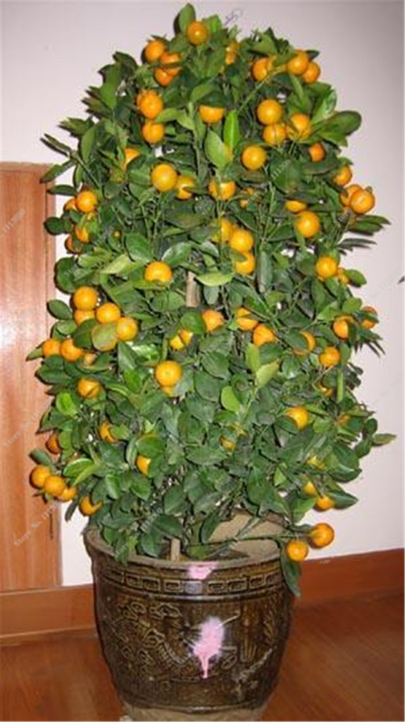 laranja