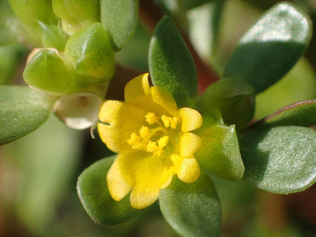 Portulaca oleracea