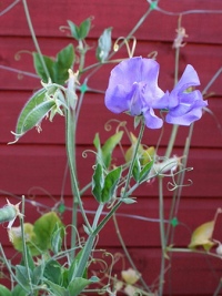 lathyrus_odoratus