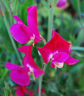 lathyrus_odoratus