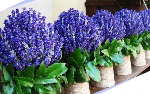 lavanda-1-600x429