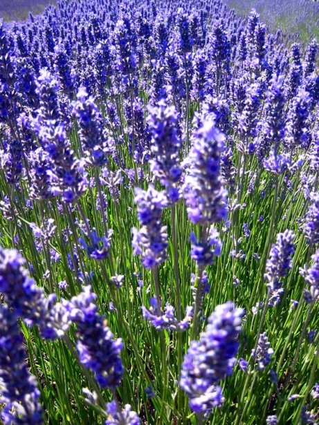 lavanda