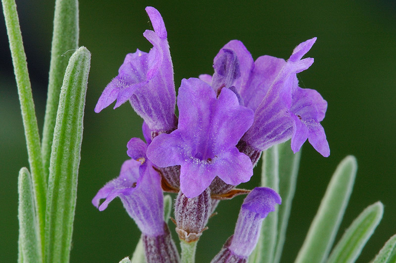 lavanda