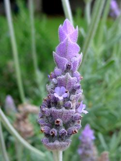 lavandula_sp