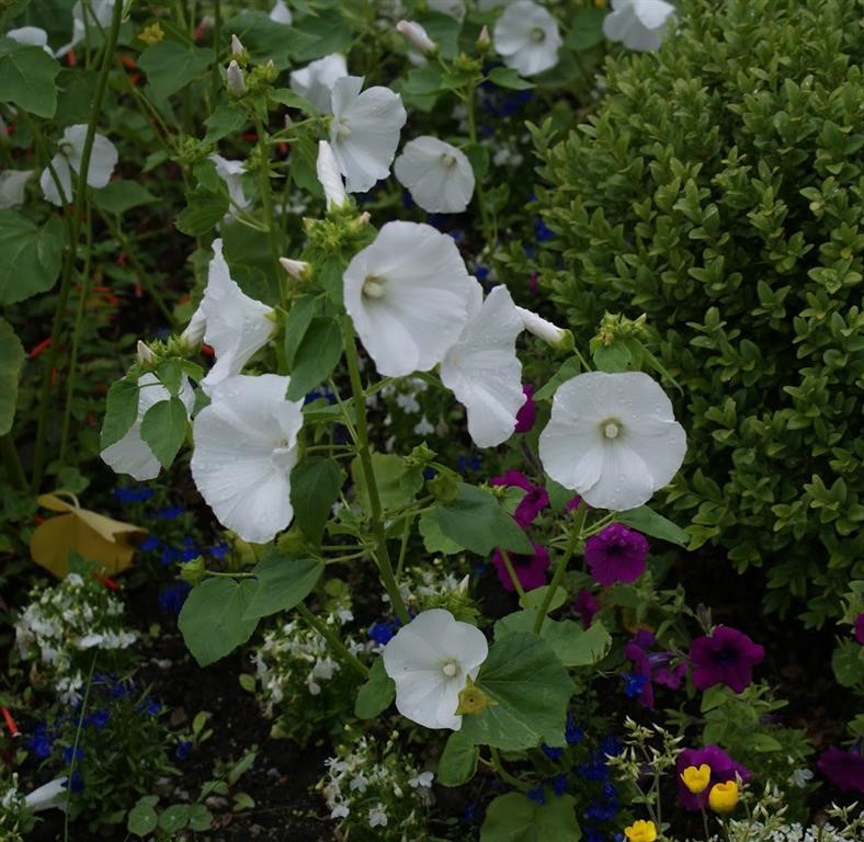 lavatera branca (Medium)