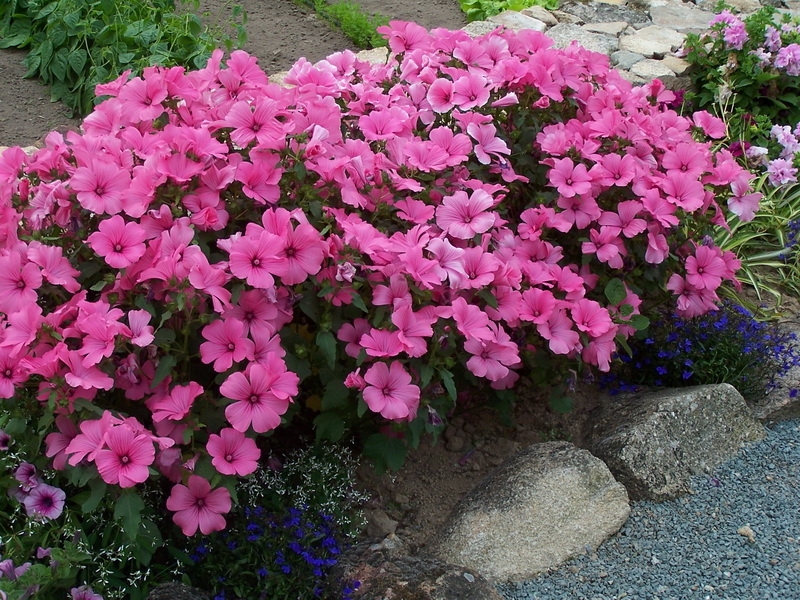 lavatera-trimestris-pink