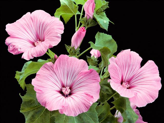 lavatera_trimestris_hybrid (Small)