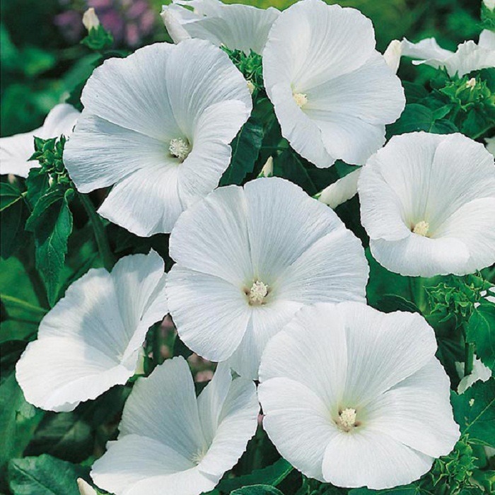 lavatera_trimestris