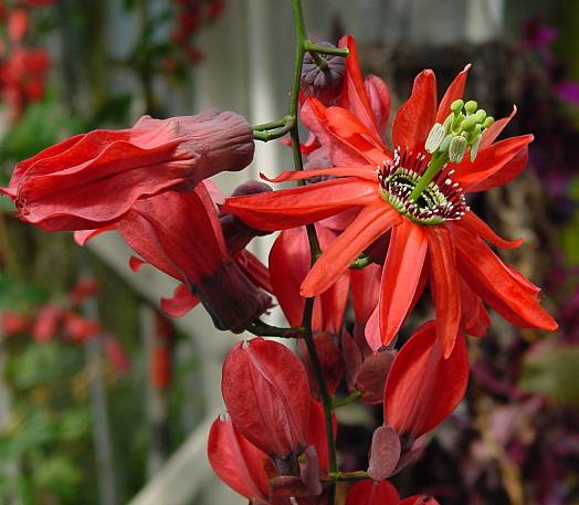 Passiflora racemosa