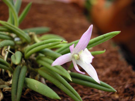 leptotes