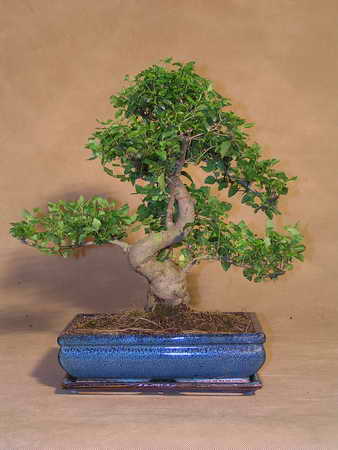 ligustrum chinensis