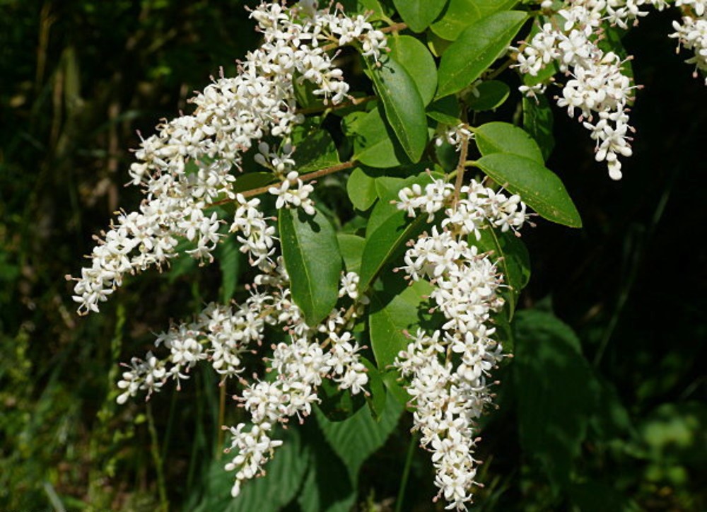 ligustrum-sinense-fl-