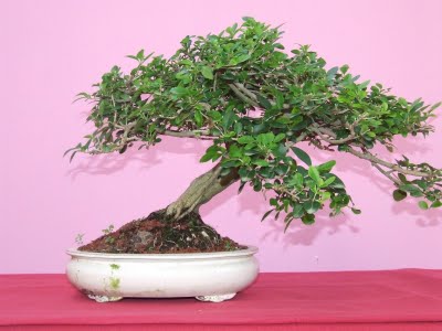 ligustrum-vulgare