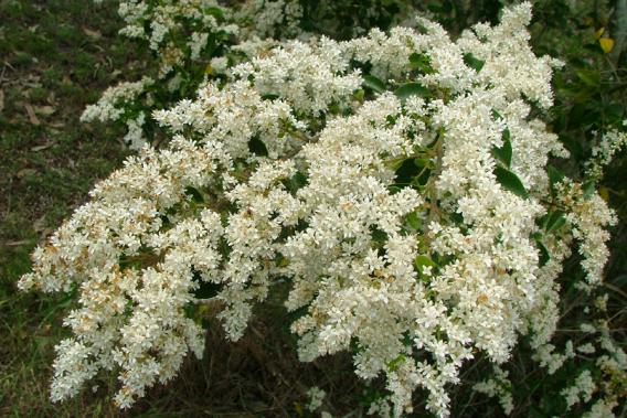 ligustrum_sinense3