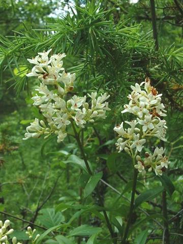 ligustrum_vulgare (Small)