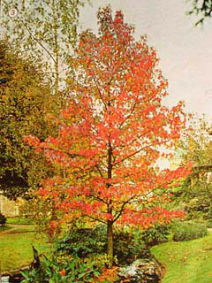 liquidambar