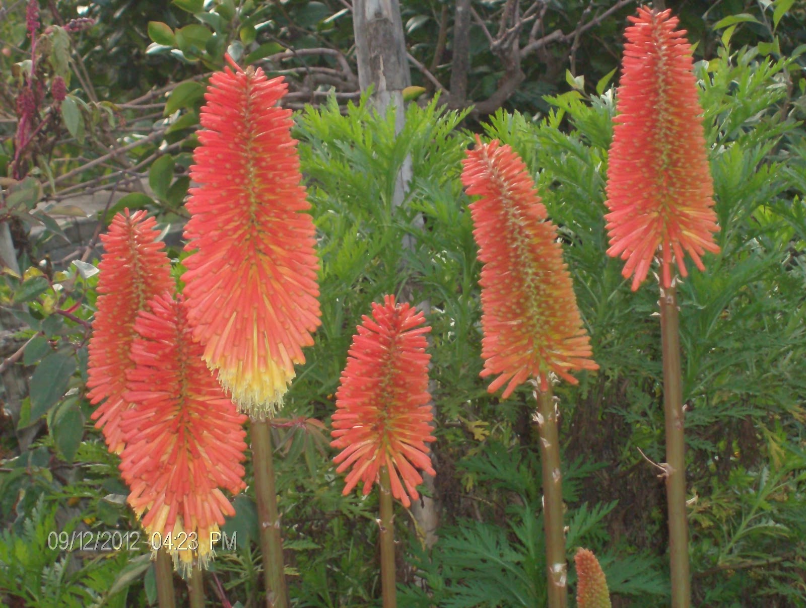 lirio-tocha-kniphofia-uvaria-7