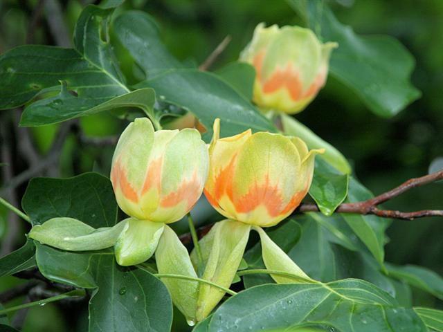liriodendron_tulipifera (Small)