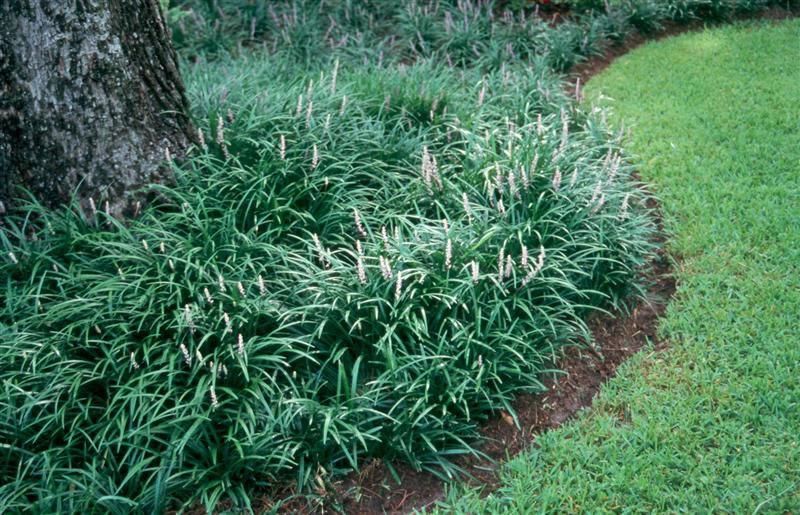 liriope_spicata_jpg