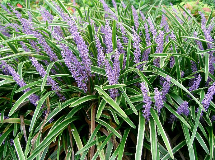 liríope muscari