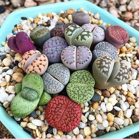 lithops-0