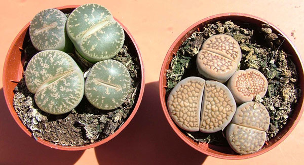 lithops