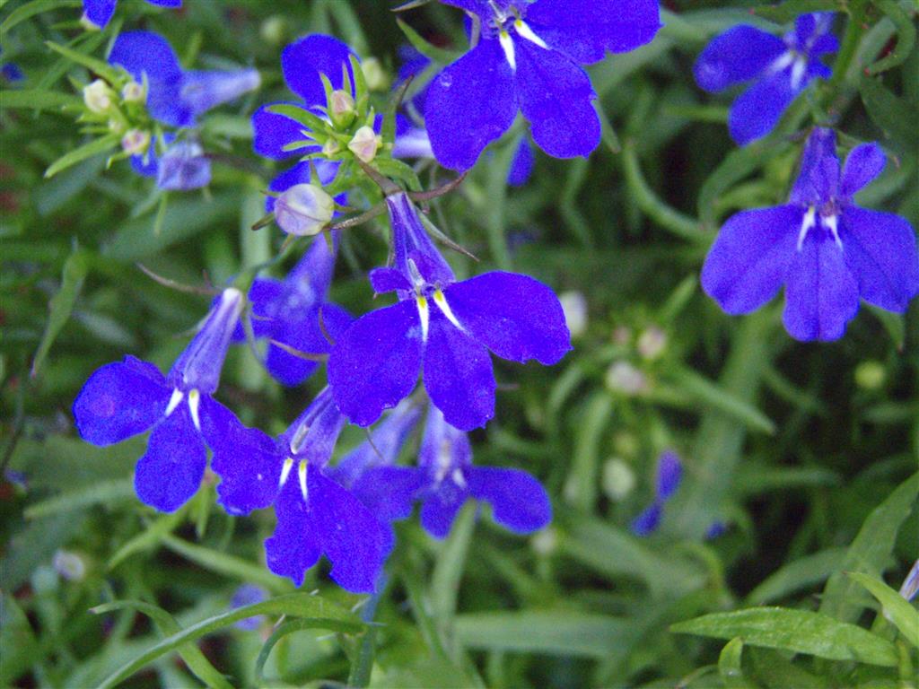 lobelia