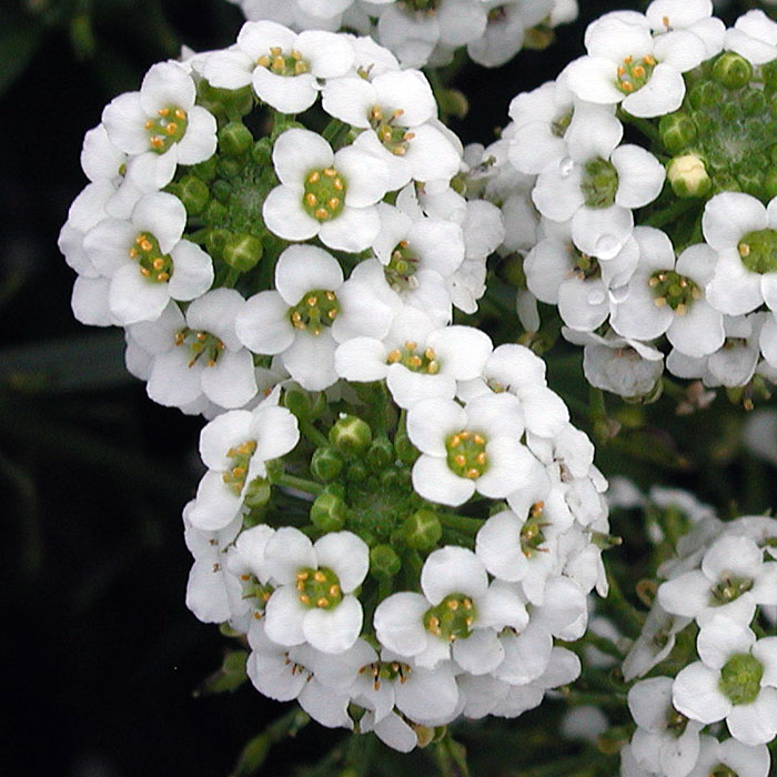 lobularia_maritima_sweet_alison_close_large