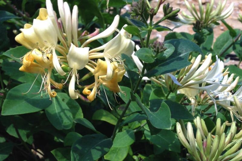 lonicera japonica