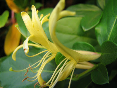 lonicera japonica Madressilva