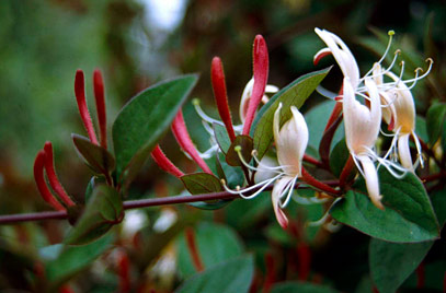 lonicera japonica var.repens