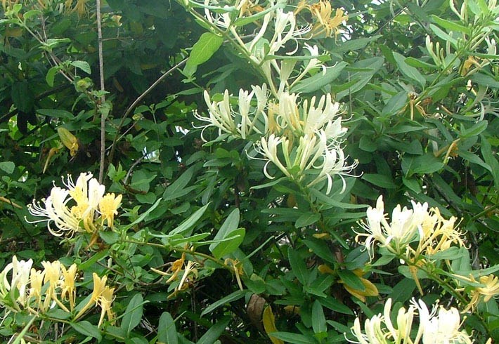 lonicera japonica19