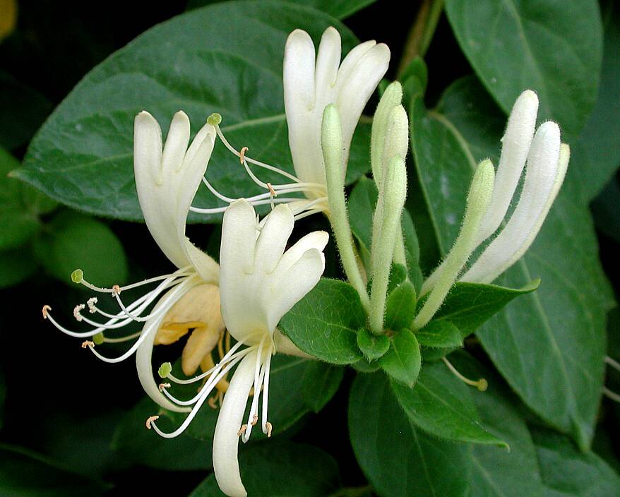 lonicera_japonica_TGIV-PT-UT_01s