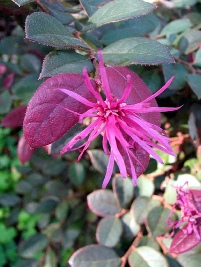 loropetalum_chinense