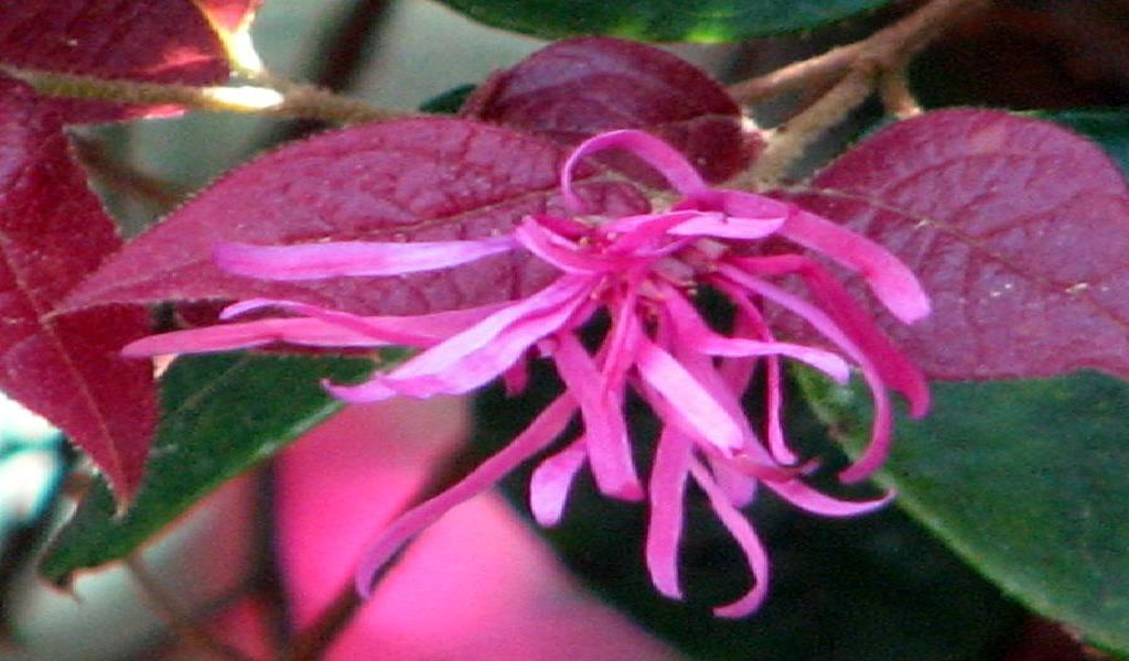 loropetalum_chinense