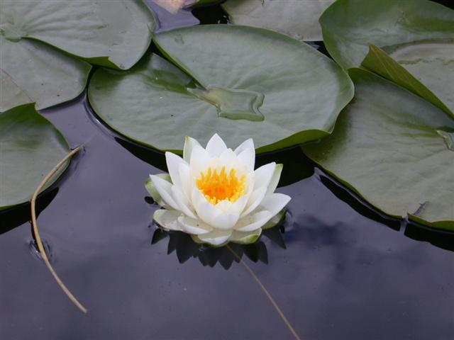 lotus (Small)